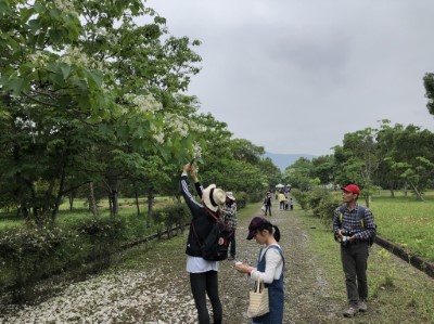 「南華林業園區」於28日桐花盛開季節，首次辦理友善市集與森林體驗，吸引了350名遊客前往 (9)